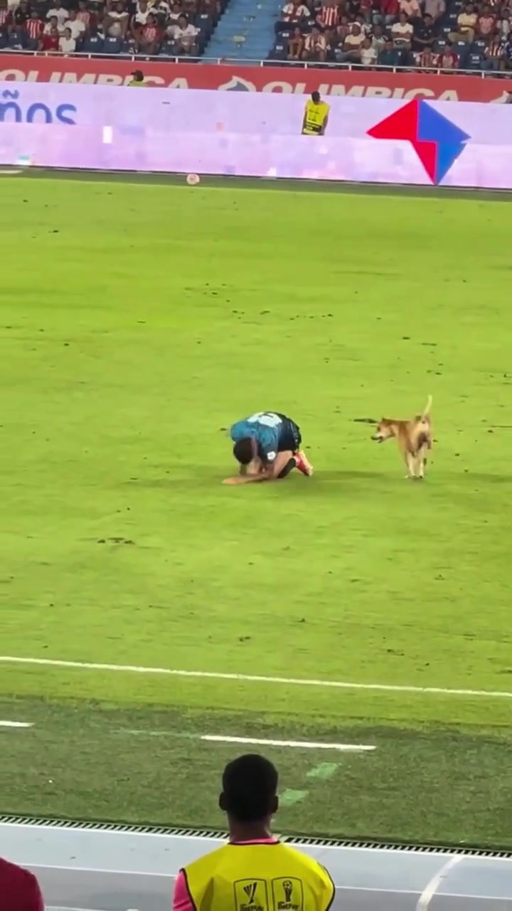 狗狗進場模仿球員受傷倒地傷害性不大侮辱性極強啊